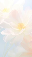 Fototapeta premium Blurred gradient White flower asteraceae blossom anemone.