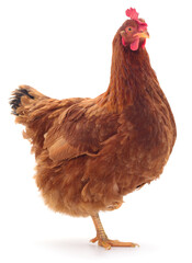 Brown hen standing isolated on white background looking at camera
