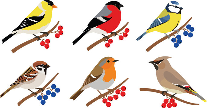 Colorful garden bird illustration set with goldfinch bullfinch sparrow robin blue tit and waxwing perched on berry branches.