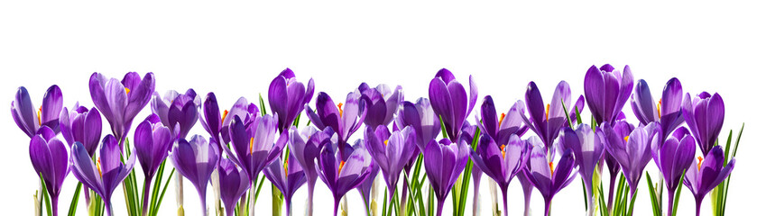 Spring purple crocus flowers isolated on transperent background © firewings