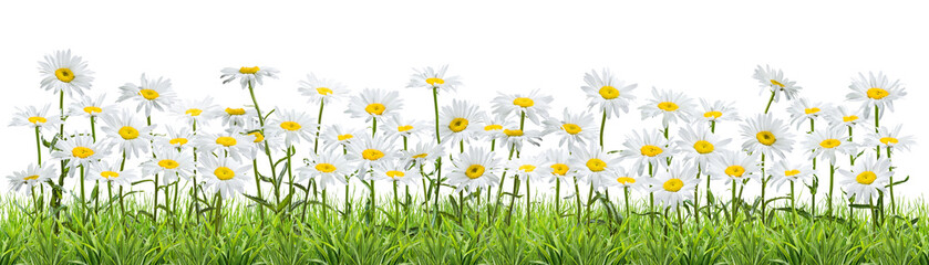 meadow with chamomile flowers in grass isolated on transperent © firewings