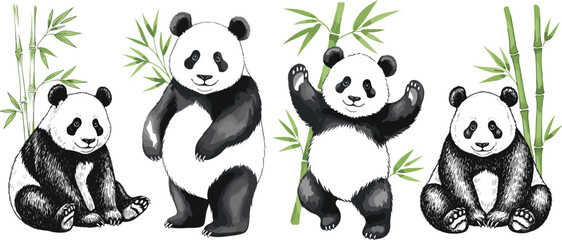 Hand drawn panda bear illustration set with bamboo branches cute wildlife animal characters sitting standing and playful poses. © MstSuborna
