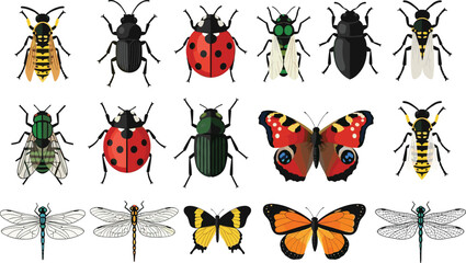 Colorful insect and butterfly collection with beetle ladybug dragonfly fly and wasp species detailed wildlife bug vector illustration set. © MstSuborna