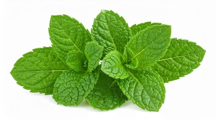 Fresh Green Mint Leaves with Textured Surface