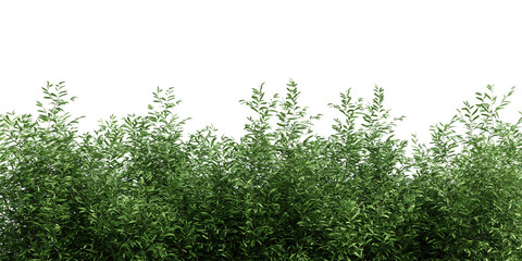 Fototapeta premium Lush green hedge bush isolated on transparent background 3d rendering png