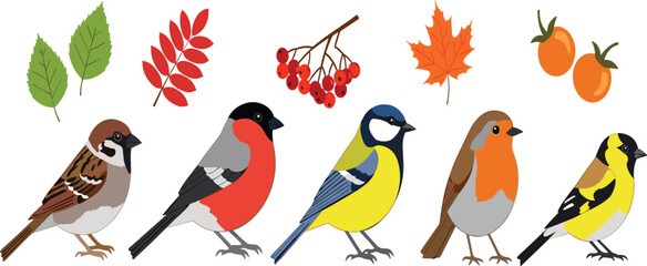 Colorful Garden Birds with Autumn Leaves Berries and Fruits Flat Vector Illustration Set Isolated on Light Background for Nature Wildlife and Seasonal Design. © MstSuborna
