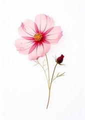 Fototapeta premium Cosmos flower petals white illustration.