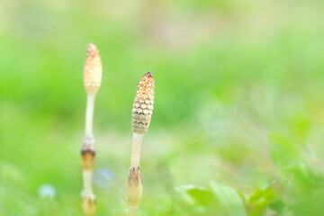 Horsetail Shoots in Spring with Soft Bright Background, Macro Nature