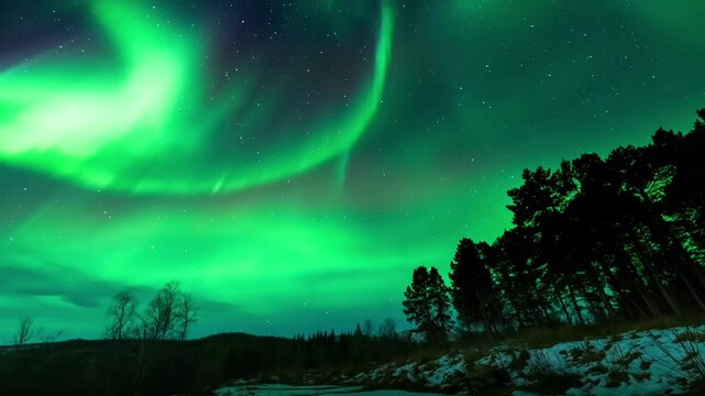 Spectacular Aurora Borealis dancing over silhouette pine forest, vibrant green Northern Lights timelapse in the starry Arctic night sky