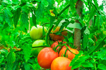 Red tomatoes grow in the garden