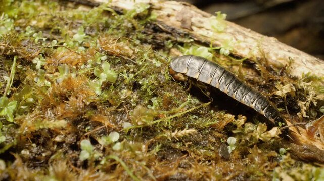 Macro view of a carrion beetle (Silpha tristis) larva crawling on natural ground.