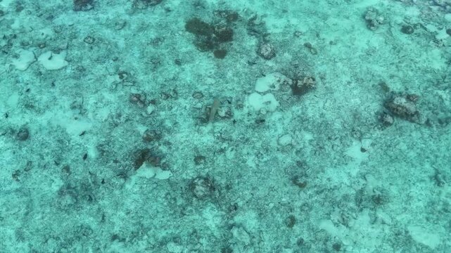 Stunning 4K aerial footage of a blacktip reef shark exploring the crystal clear reefs of Mathiveri. Watch this elegant predator navigate the shallow tropical waters of the Maldivian archipelago.