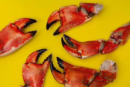 Crab macro vibrant shell. Crab cracked texture detail. Crab gourmet cuisine concept. Crab close up isolated background.