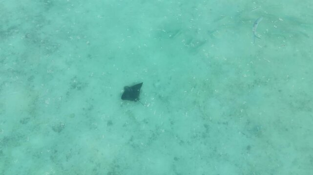 Top view 4K drone footage of an eagle ray cruising above shallow tropical waters in the Maldives. Elegant marine wildlife moving over sandy seabed in calm blue sea.