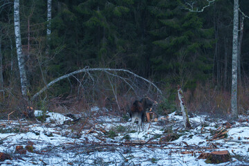 Moose in a forest clearing © talavietis