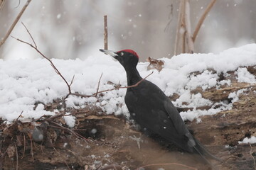 雪の中のクマゲラ