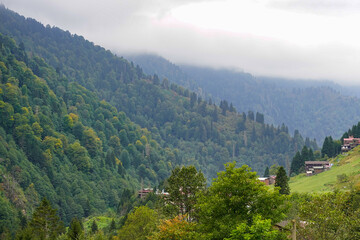 Obraz premium Forest in Kackar Mountain, Rize, Turkiye