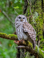 Fototapeta premium Barred Owl Perched on Mossy Tree Branch in Forest Habitat