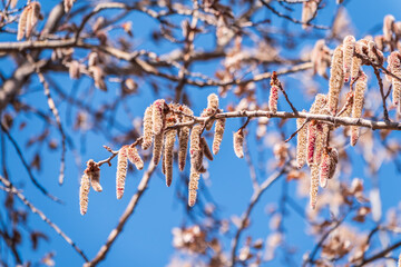 Backlit cluster of female European aspen or Quaking Aspen, Populus tremuloides, catkins, under the soft spring sun