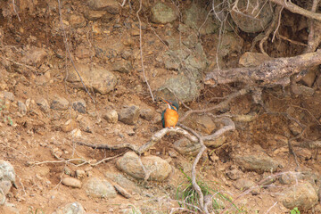 Female Common Kingfisher perched on a small riverside branch, observing surroundings at Koma River.