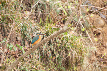 Female Common Kingfisher perched on a small riverside branch, observing surroundings at Koma River.