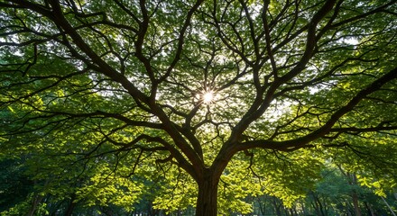Obraz premium Lush green tree canopy dramatically silhouetted by the brilliant afternoon sun creating a peaceful woodland vista. AI Generated