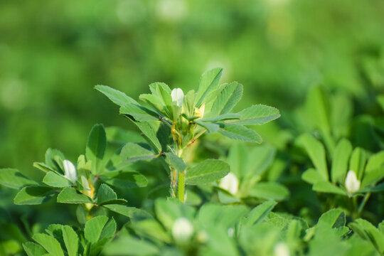 green Fenugreek plant, Fenugreek plant in field. Green Fenugreek . Fresh Green Fenugreek Leaves.Fenugeek plant (Methi) in farmer field, Close up of Fenugeek plant (Methi) leaves in the field. Natural 