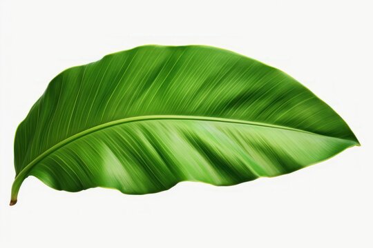 Banana leaf plant xanthosoma freshness.