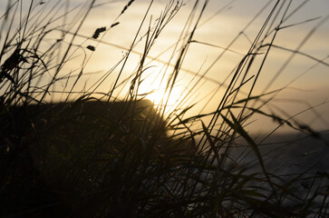 Obraz premium Golden sunset light shining through tall grass blades