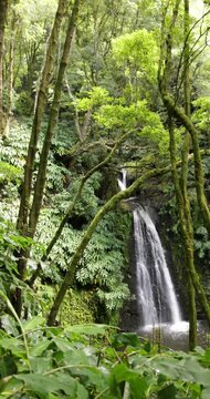 Salto do Prego waterfall in a lush green forest of Azores.