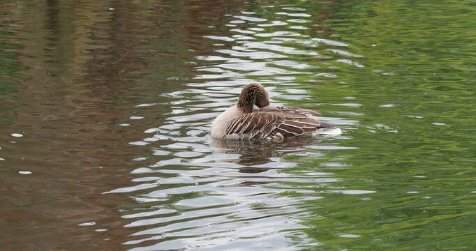 (Anser anser) Eine wilde Graugans mitten in einem Teich, die ihr Gefieder putzt und pflegt
