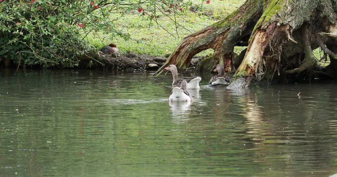 Eine kleine Gruppe Graug&auml;nse (Anser anser) schwimmt friedlich am Rand eines Teichs und ern&auml;hrt sich von Wasserpflanzen und Insekten an der Wasseroberfl&auml;che
