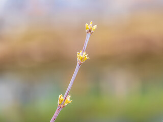 The first spring gentle leaves, buds and branches macro background