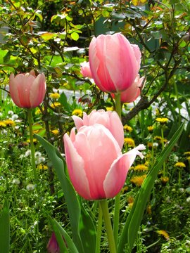 prety pink tulips
