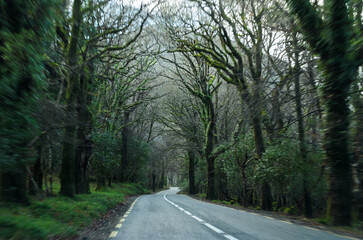 Obraz premium Mysterious road through a dark mossy tree tunnel