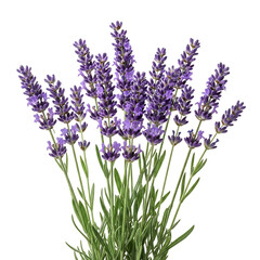 Obraz premium A vibrant bunch of purple lavender flowers with green stems and leaves