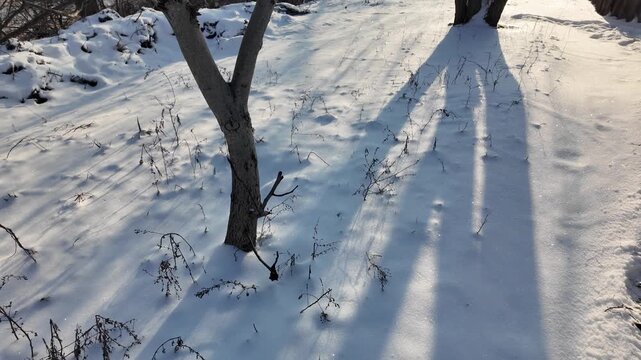 Sunny winter landscape with pristine snow-covered ground, bare leafless trees casting long shadows, wooden bird feeder hanging from branch, low sunlight with lens flare, serene natural outdoor scene.