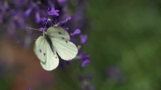 Close-up macro shot of white butterfly with black spots resting on purple lavender flowers, delicate insect and nature detail