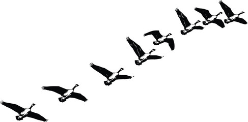 Flying geese silhouette formation isolated on white background, migratory wild birds in diagonal flight pattern, black and white vector wildlife illustration © Mst