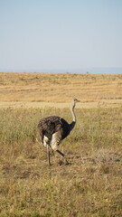 Naklejka premium ostrich in the open savannah