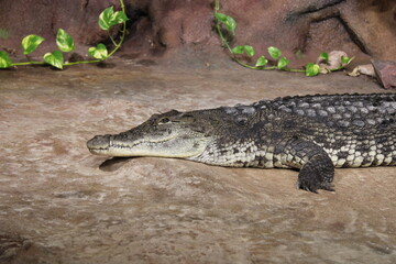 Fototapeta premium large crocodile, crocodile lying on a rock, zoo,