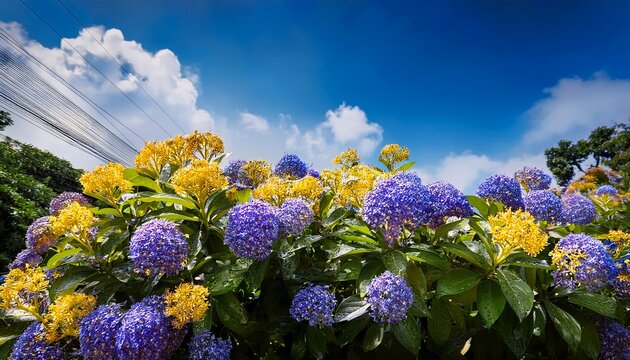 Sky Flower Golden Dew Drop Pigeon Berry Duranta Violet And Blue Flowers Are Bushy In The Backyard