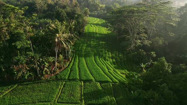 Aerial view of a beautiful green rice field surrounded by tropical nature in Bali
