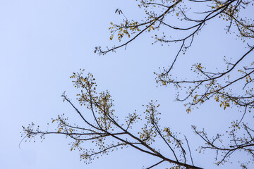 Obraz premium Calm and minimalist view of tree branch with new bud and flower against spring sky. peaceful nature background expressing hope and new beginnings