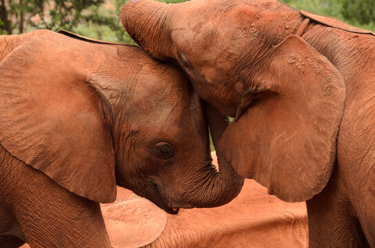 Two young elephants playing and headbutting