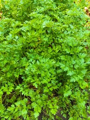 Pirushka grows in the garden, healthy greens with vitamin C.