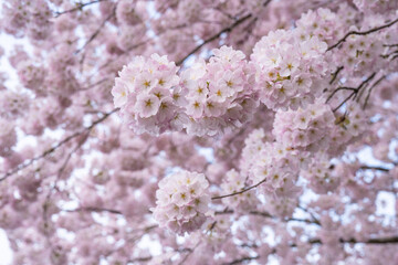 Japanese cherry