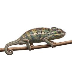 Green chameleon climbing branch isolated on transparent background