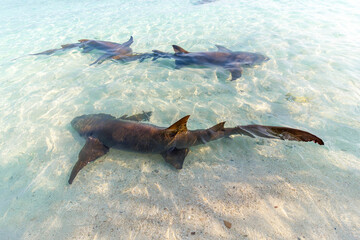 Three sharks glide through shallow, sunlit water