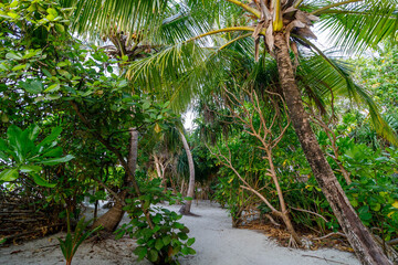 Fototapeta premium Tropical beach path winds between tall palm trees
